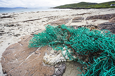 Gannet (Morus bassanus), dead after being tangled in fishing net, Hushinish, Isle of Harris, Scotland