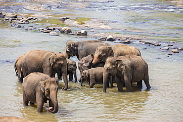 Herd of Asian elephants (Elephas maximus) from the Pinnawela Elephants Orphanage bathe in the Maha Oya river, Pinnawela, Sri Lanka, Asia