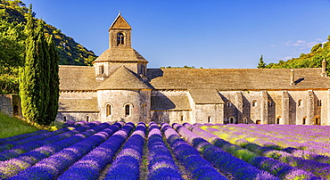 The Romanesque Cistercian Abbey of Notre Dame of Senanque set amongst flowering lavender fields, near Gordes, Provence, France, Europe