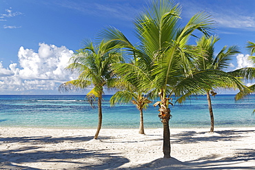 Dream beach, sandy beach with palm trees and turquoise sea, Parque Nacional del Este, Isle Saona, Caribbean, Dominican Republic, Central America