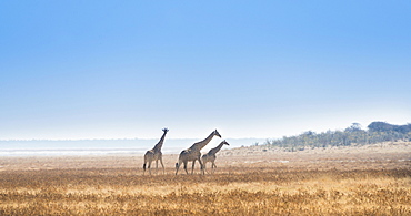 Three giraffes (Giraffa camelopardis) walking through the dry grass, Etosha National Park, Namibia, Africa