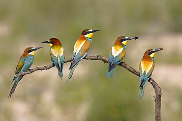 European bee-eaters (Merops apiaster), five birds are sitting on branch, National Park Lake Neusiedl, Burgenland, Austria, Europe