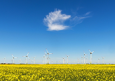 Wind turbines in rape fields in front of blue sky, Norderwoehrden, Schleswig-Holstein, Germany, Europe