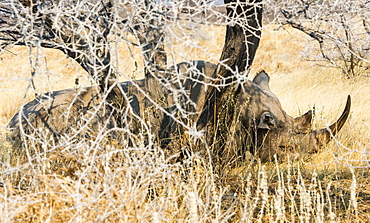 Black Rhinoceros (Diceros bicornis) sleeping camouflaged in the bushes, Etosha National Park, Namibia, Africa