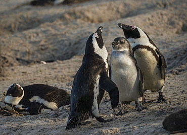 African Penguins (Spheniscus demersus), couple with molting chick, Boulders Beach, Simon's Town, Western Cape, South Africa, Africa