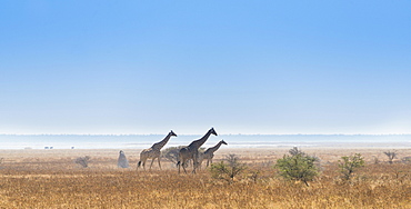 Three giraffes (Giraffa camelopardis) walking through the dry grass, Etosha National Park, Namibia, Africa