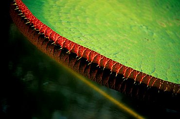 Water lily Brasil reflection