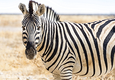 Burchell's Zebra (Equus burchellii) in the dry steppe, Etosha National Park, Namibia, Africa