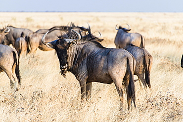 Herd of Blue Wildebeest on prairie grass (Connochaetes taurinus), Etosha National Park, Namibia, Africa