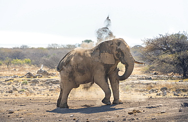 African Bush Elephant (Loxodonta africana) taking a dust bath, Koinachas waterhole, Etosha National Park, Namibia, Africa