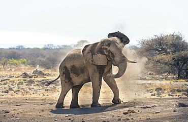 African Bush Elephant (Loxodonta africana) taking a dust bath, Koinachas waterhole, Etosha National Park, Namibia, Africa