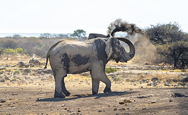 African Bush Elephant (Loxodonta africana) taking a dust bath, Koinachas waterhole, Etosha National Park, Namibia, Africa