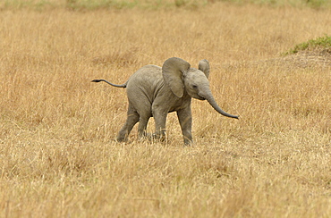 African Bush Elephant (Loxodonta africana), calf, Massai Mara, Rift Valley Province, Kenya, Africa