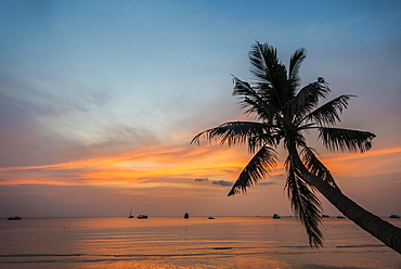 Palm tree at sunset, by the sea, South China Sea, Gulf of Thailand, Koh Tao, Thailand, Asia