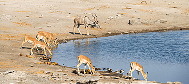 Herd of Black-faced Impalas (Aepyceros melampus petersi) and greater kudu (Tragelaphus strepsiceros) drinking, Chudop water hole, Etosha National Park, Namibia, Africa