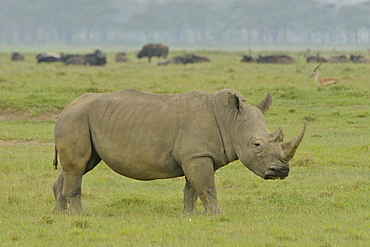 White Rhinoceros or Square-lipped Rhinoceros (Ceratotherium simum), Lake Nakuru National Park, near Nakuru, Rift Valley Province, Kenya, Africa