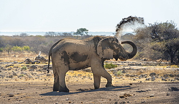 African Bush Elephant (Loxodonta africana) taking a dust bath, Koinachas waterhole, Etosha National Park, Namibia, Africa