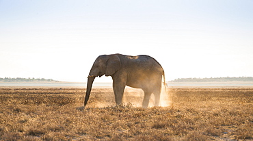 Elephant in the evening light on dry grassland, African Elephant (Loxodonta africana), Etosha National Park, Namibia, Africa