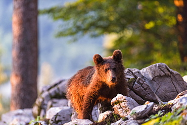 European Brown bear (Ursus arctos), in the forest, young animal, Notranjska region, Slovenia, Europe