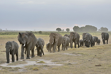 Herd of African Bush Elephants (Loxodonta africana), Amboseli National Park, Rift Valley Province, Kenya, Africa