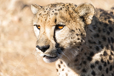 Cheetah (Acinonyx jubatus), Khomas, Namibia, Africa