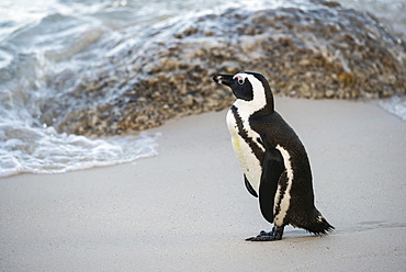 African Penguin (Spheniscus demersus) on the sandy beach, Boulders Beach, Simon's Town, Western Cape, South Africa, Africa