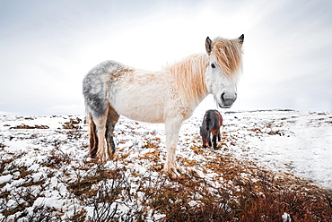 White Icelandic horse (Equus przewalskii f. caballus) in barren landscape with snow, West Iceland, Iceland, Europe