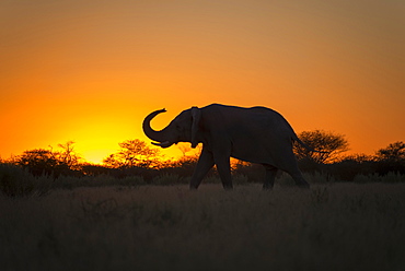 African elephant (Loxodonta africana) with raised trunk at sunset, silhouette, backlight, Nxai Pan National Park, Botswana, Africa