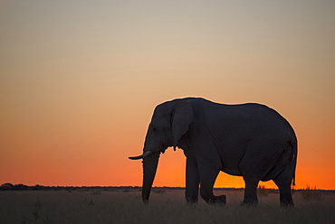 African elephant (Loxodonta africana), silhouette at sunset, Nxai Pan, Nxai Pan National Park, Botswana, Africa