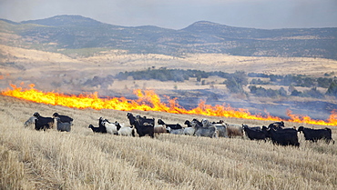 Field fire in eastern Anatolia, Turkey, Asia