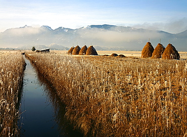 Murnau Moor, Murnauer Moos, in front of the mountains Ettaler Mandl and Laber, Upper Bavaria, Bavaria, Germany, Europe