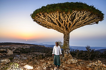 Yemenite man standing in front of a Socotra Dragon Tree or Dragon Blood Tree (Dracaena cinnabari), Dixsam plateau, Socotra, Yemen, Asia