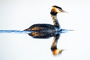 Great crested grebe (Podiceps cristatus), swims in the lake, water reflection, Lake Neusiedel, Seewinkel, Burgenland, Austria, Europe