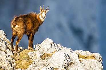 Chamois (Rupicapra rupicapra), stands in the rocky mountains, Berchtesgaden Alps, Austria, Europe