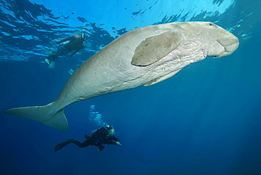 Sea Cow (Dugong dugon) with scubadivers swim under surface of blue water, Red Sea, Hermes Bay, Marsa Alam, Egypt, Africa