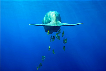 Tail of a floating Sea Cow (Dugong dugon) with Golden Trevallys (Gnathanodon speciosus), rear view, Red Sea, Hermes Bay, Marsa Alam, Egypt, Africa