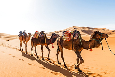 Three Dromedaries (Camelus dromedarius), caravan, run in sand dunes in the desert, Erg Chebbi, Merzouga, Sahara, Morocco, Africa