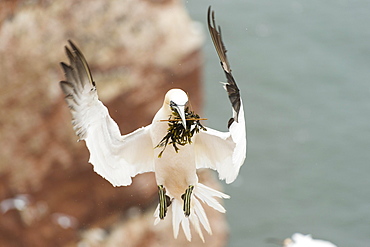 Northern gannet (Morus bassanus), in flight with nesting material, Heligoland, Schleswig-Holstein, Germany, Europe