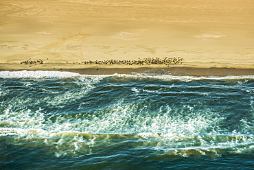 Aerial view, Seal colony on the Atlantic coast of the Namib Desert, Erongo region, Namibia, Africa