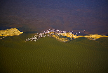 Aerial view, Flamingo colony on the Atlantic coast of the Namib Desert, Erongo region, Namibia, Africa