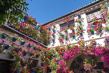 Many red geraniums in blue flowerpots in the courtyard on a house wall, Fiesta de los Patios, Cordoba, Andalusia, Spain, Europe