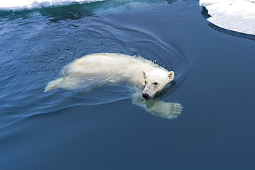 Polar Bear (Ursus maritimus) swimming through pack ice, Svalbard Archipelago, Norway, Europe