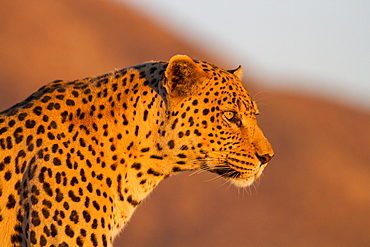 Leopard (Panthera pardus), looking out, Okahandja, Namibia, Africa