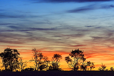 Tree silouettes at sunset, Bavaria, Germany, Europe