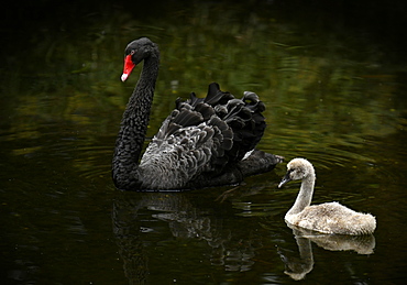 Black swan (Cygnus atratus) with chick swimming in the water, Spain, Europe