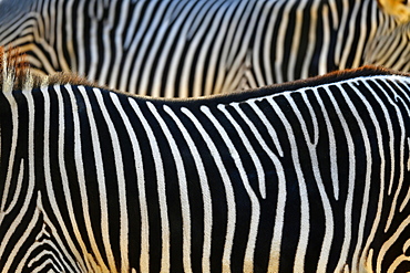 Fur pattern, stripes, Grevy's zebra (Equus grevyi), captive, Germany, Europe