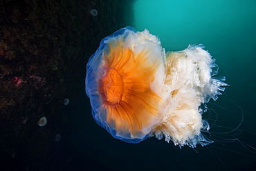 Lion's mane jellyfish (Cyanea capillata), Norwegian Sea, Northern Atlantic, Norway, Europe