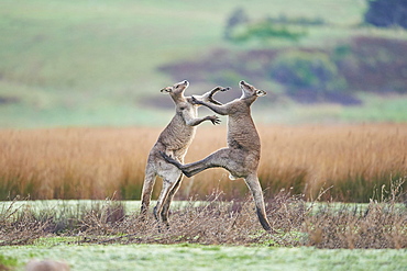 Eastern Gray Kangaroo (Macropus giganteus), two males fighting on a meadow, Great Otway National Park, Victoria, Australia, Oceania