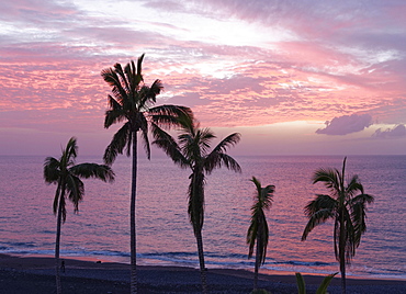 Palm trees by the sea at dusk, Puerto Naos, La Palma, Canary Islands, Spain, Europe