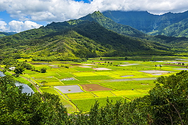 Taro fields near Hanalei on the island of Kauai, Hawaii, USA, North America